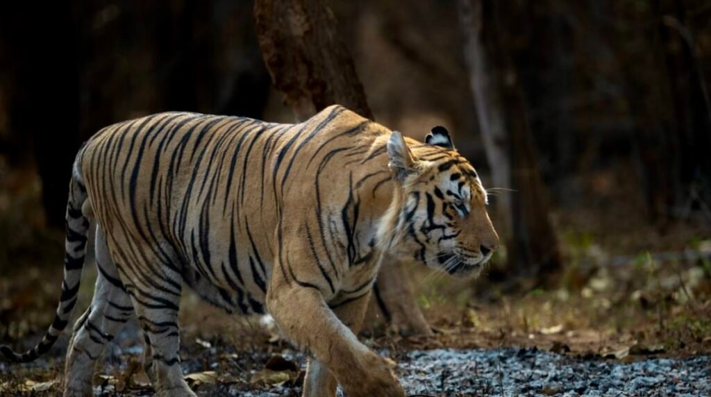 ranthambore