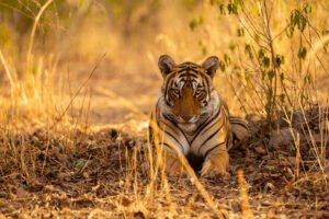 Golden Triangle tour with Ranthambore
