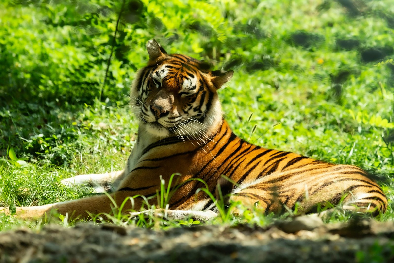 Ranthambore tiger reserv