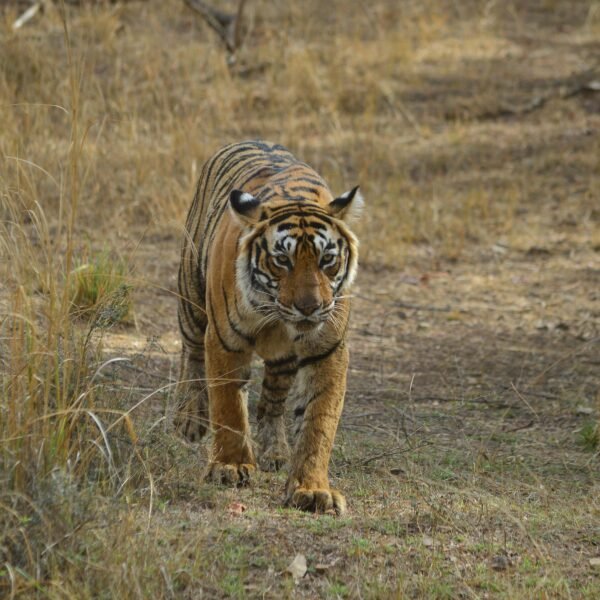 tiger safari ranthambore