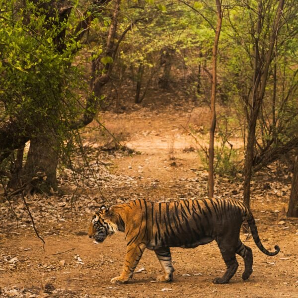 ranthambore tiger safari