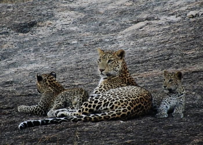 Jawai leopard safari