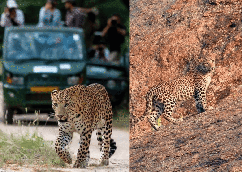 Leopard spotted during safari at Jhalana Leopard Park 2