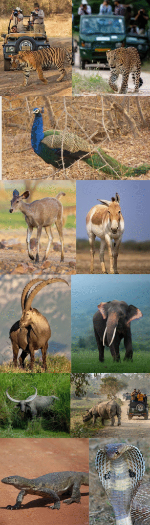 india wildlife safari