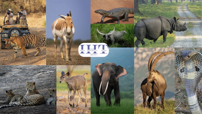 Read more about the article India wildlife safari