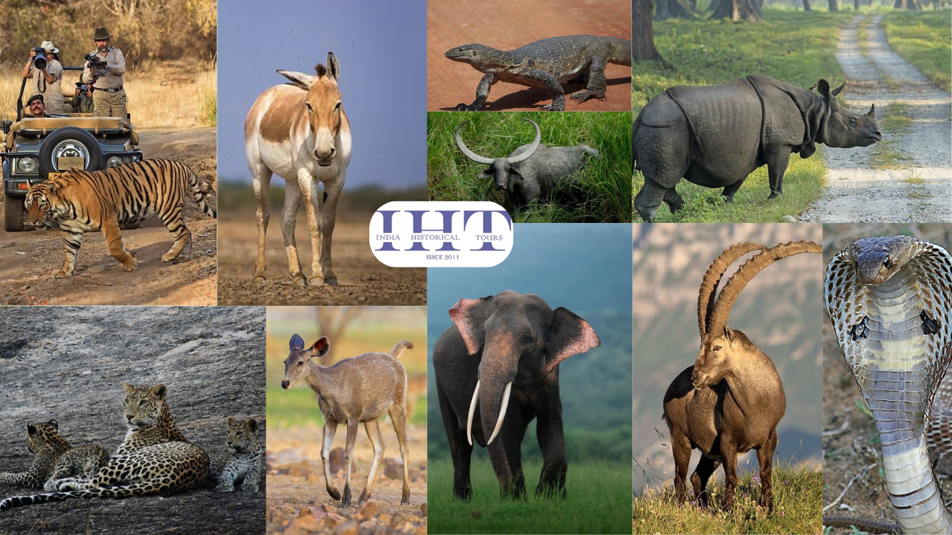 Read more about the article India wildlife safari